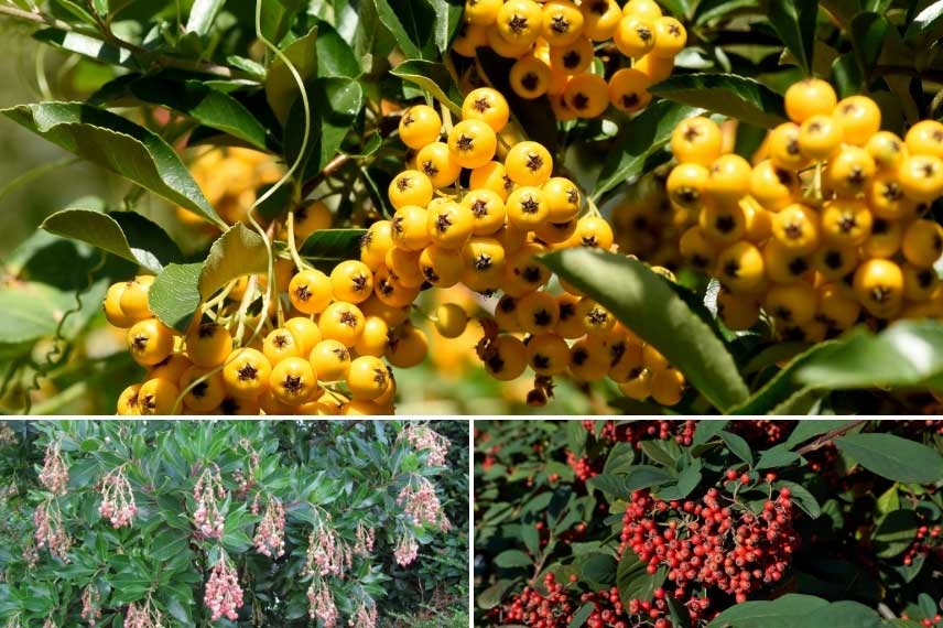 Arbustes de haie à fruits décoratifs