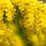 Quel mimosa choisir selon votre région et sa résistance au gel ?