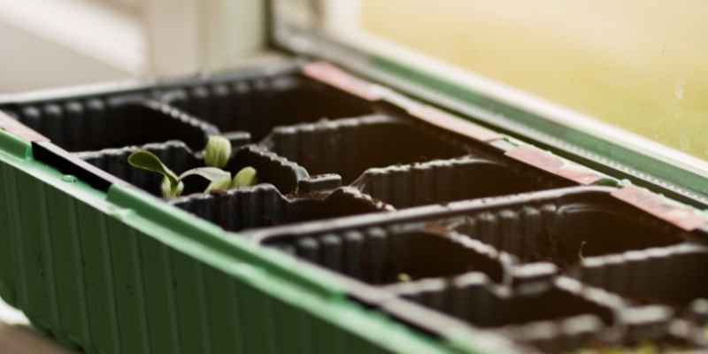 semer la gaillarde, semiss gaillarde