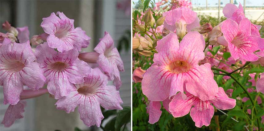 Floraison du podraena ricasoliana