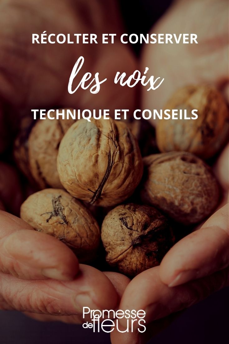 récolter conserver noix tuto