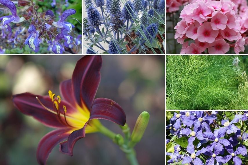 hemerocallis American Revolution