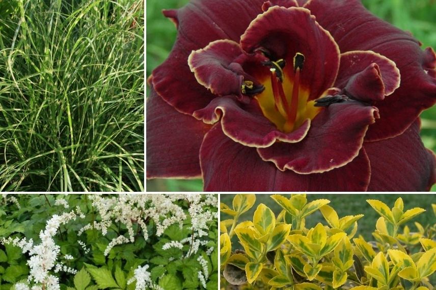 Hemerocalle Night Ember