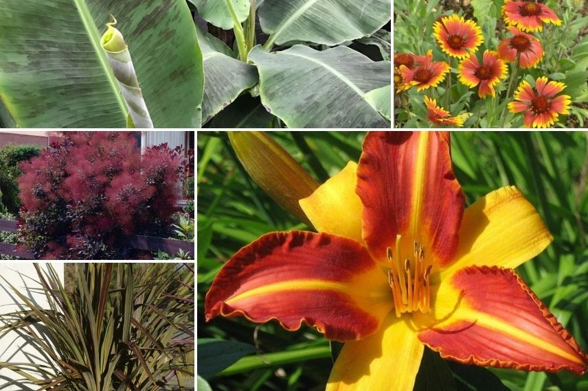 Hémérocalle orange