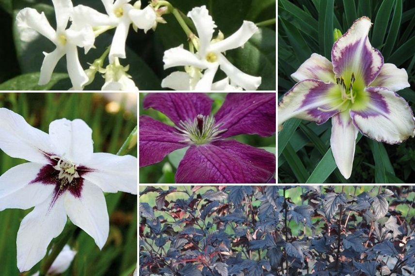 Hémérocalle blanche