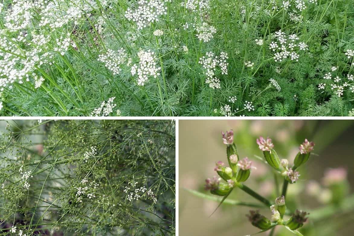 Cuminus cyminum - cumin