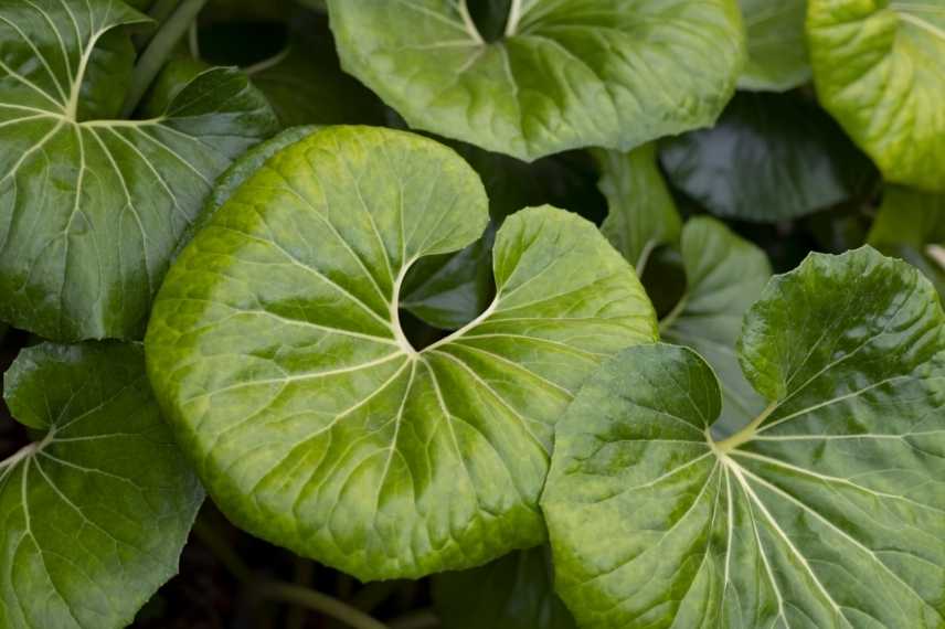 cultiver un farfugium en pot, culture farfugium pot, farfugium balcon farfiugium pour terrasse