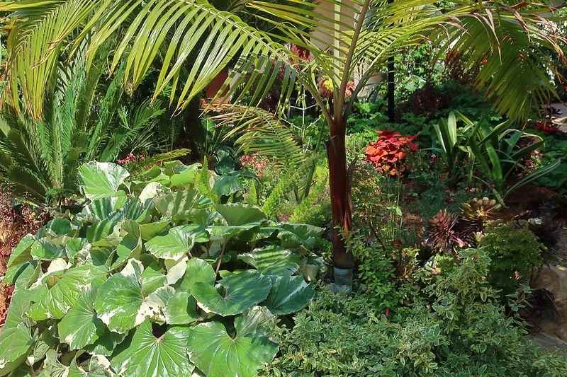 multiplier farfugium, division farfugium, multiplication farfugium, diviser farfugium