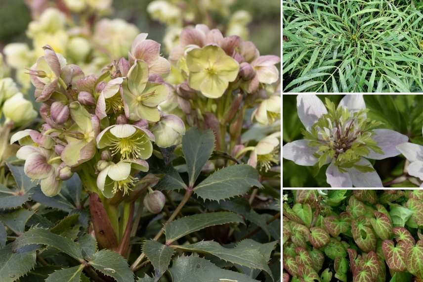 hellebore à fleurs simples, helleborus a fleurs simples, roses de noêl à fleurs simples