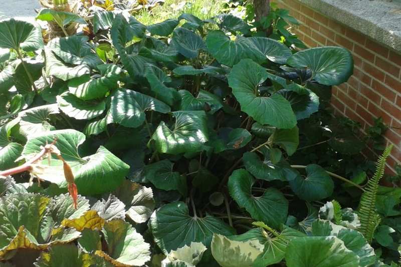 multiplier farfugium, division farfugium, multiplication farfugium, diviser farfugium