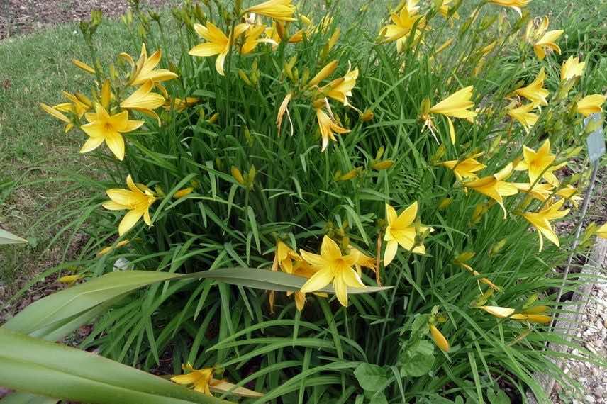 Hemerocallis hémérocalle