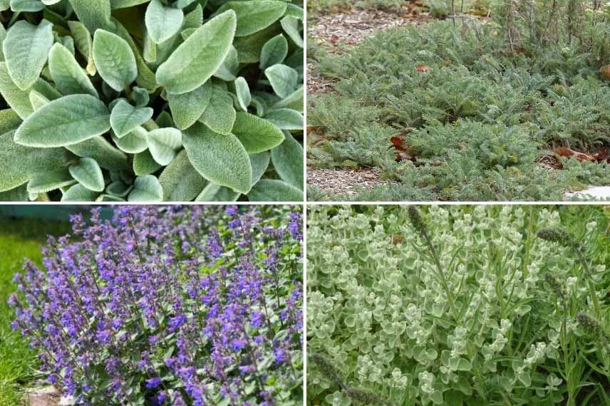 plantes couvre-sol aux propriétés allélopathiques