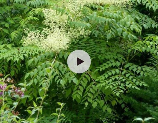 L'Aralia du Japon : un arbre beau toute l'année !