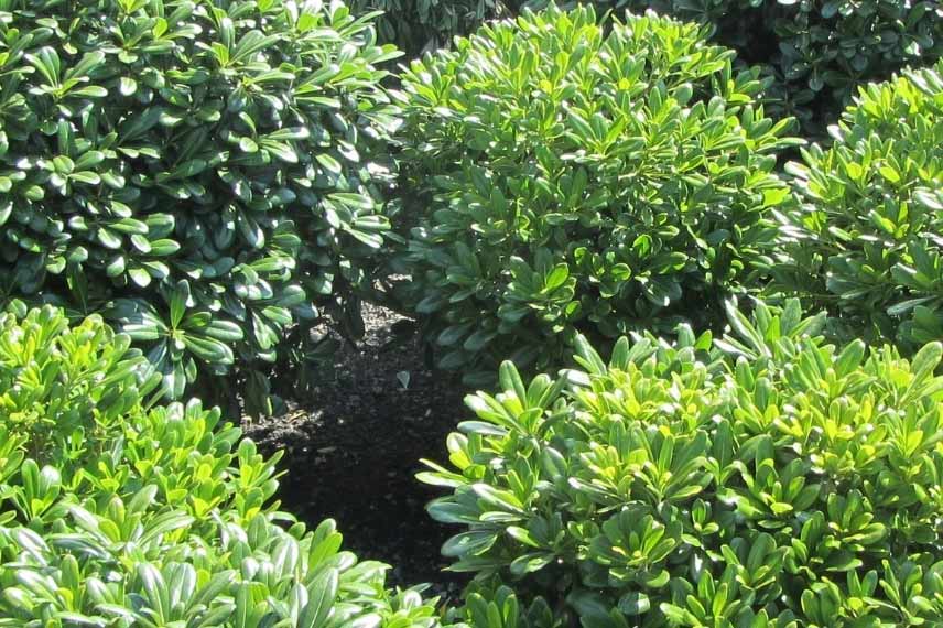 pittosporum nain
