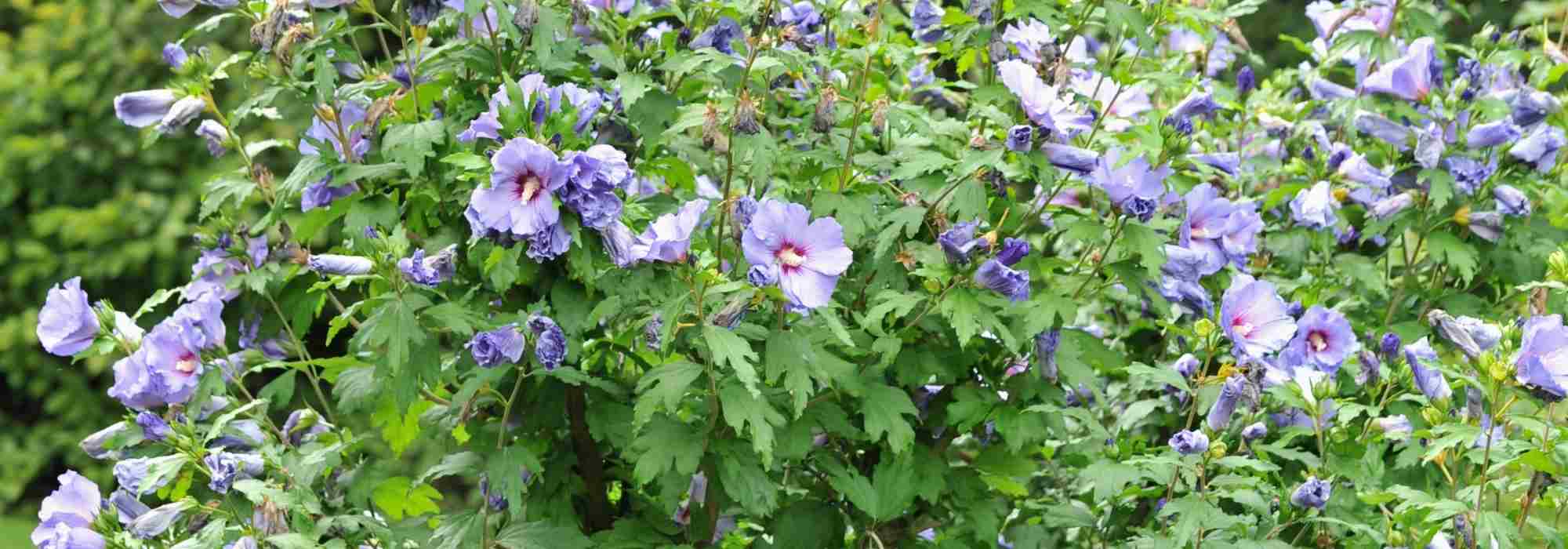 7 arbustes pour un jardin exposé plein sud