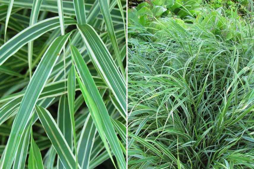 hakonechloa feuillage panaché, plus belle herbe du japon