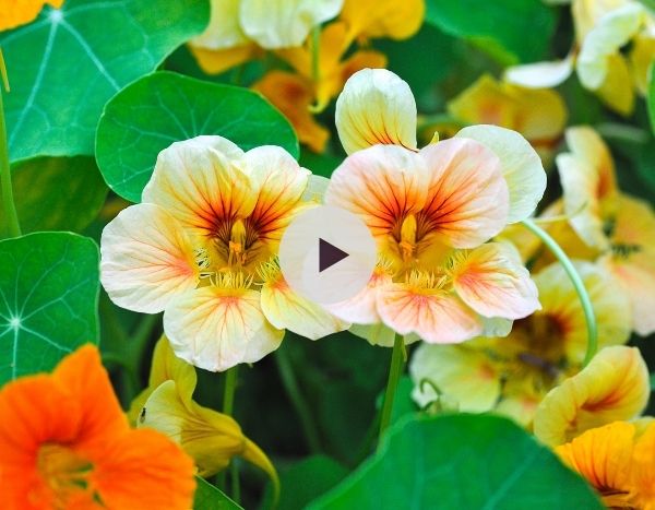 Capucine : Fleur incontournable des jardins