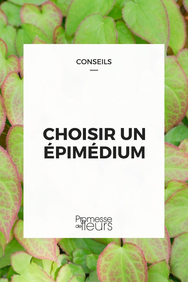 choisir epimedium