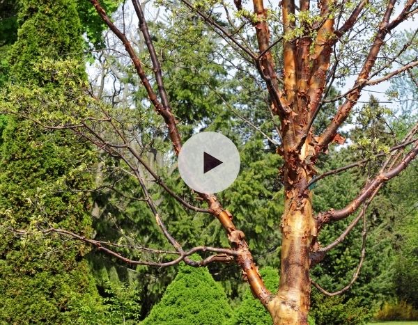 L'érable cannelle : une écorce incroyable !