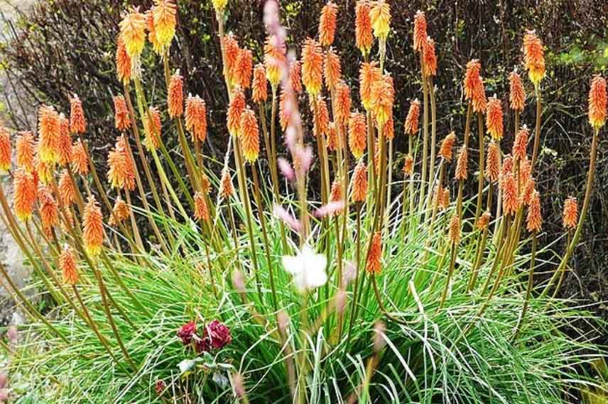 tritoma ou tison de satan Kniphofia uvaria
