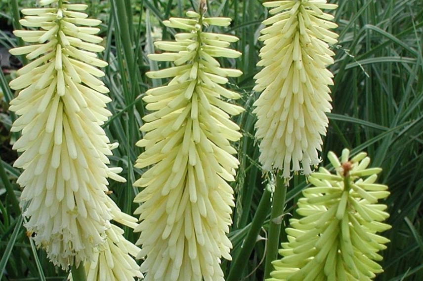 tritoma ou tison de satan 'Ice Queen'