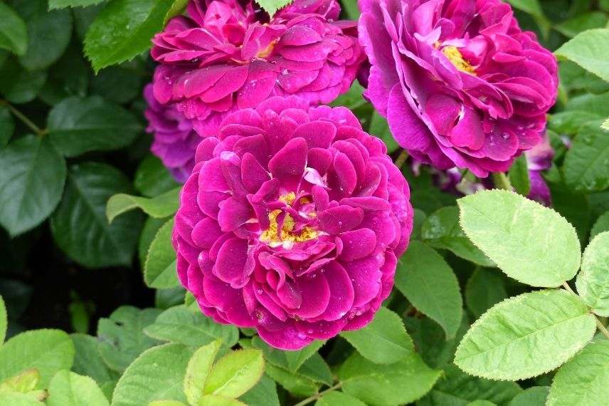 rosier ancien rouge très parfumé