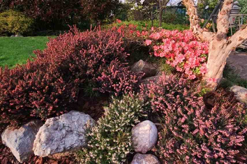 utilisation bruyère en couvre-sol