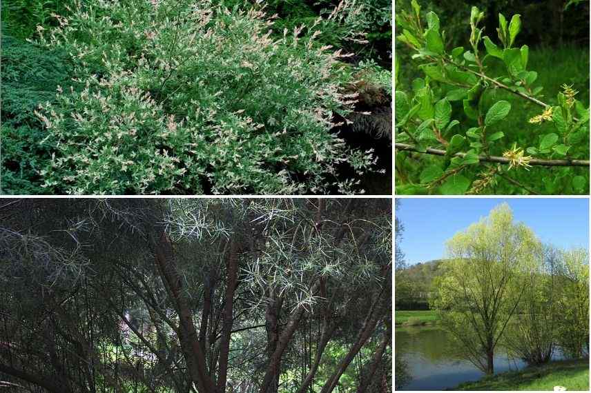 saules selon terrain