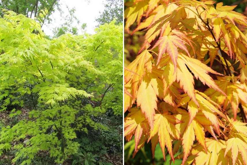 arbuste jardin de lotissement, arbuste pour lotissement, petit arbuste lotissement, quel arbuste en lotissement