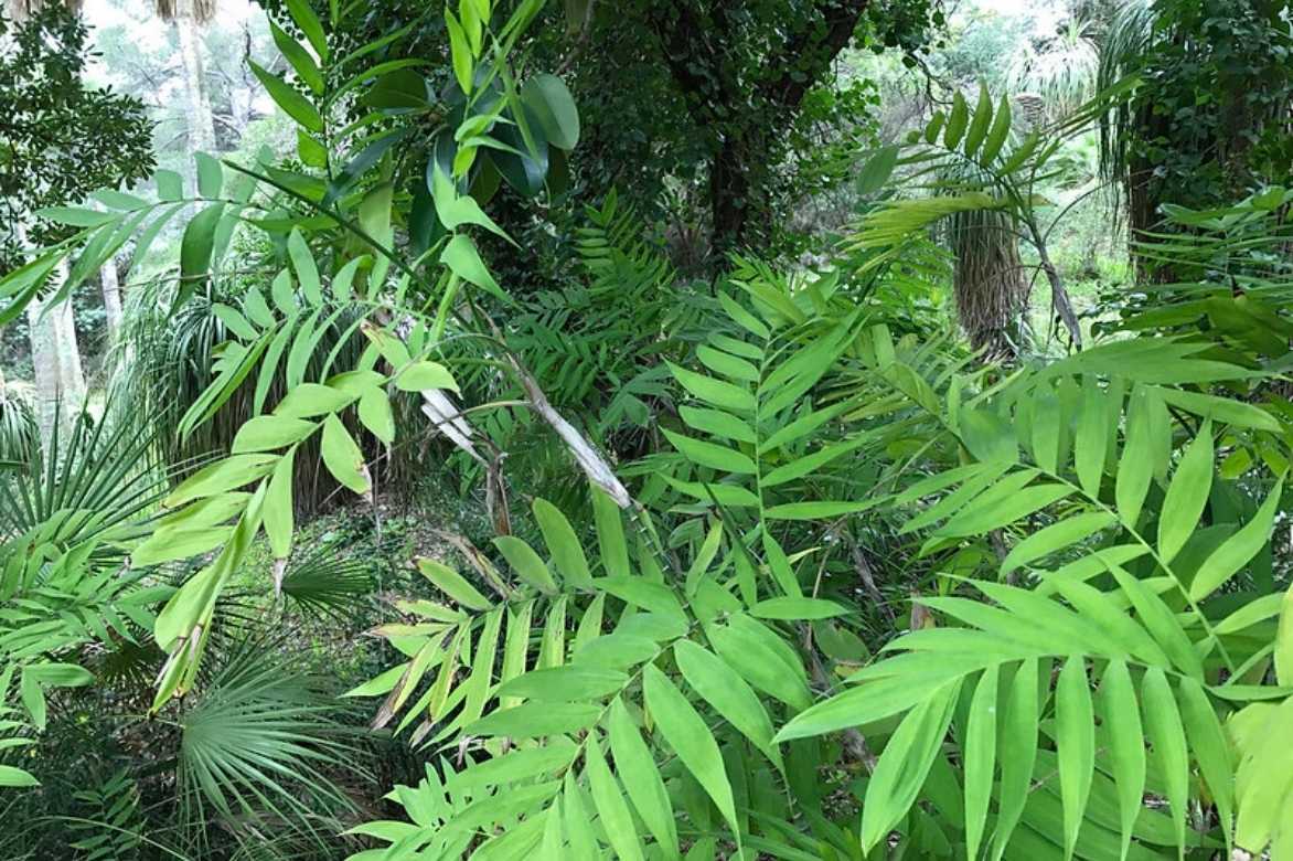 Chamaedorea, chamédorée, plamier de mi ombre, palmier d'intérieur, palmier pour balcon, palmier d'appartement