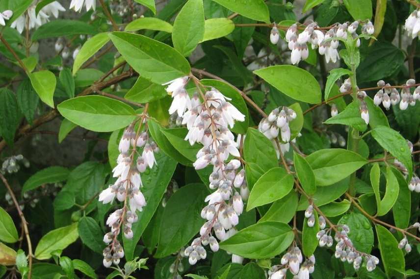Deutzia pour haie fleurie, Deutzia haie, Deutzie haie, arbuste pour haie fleurie