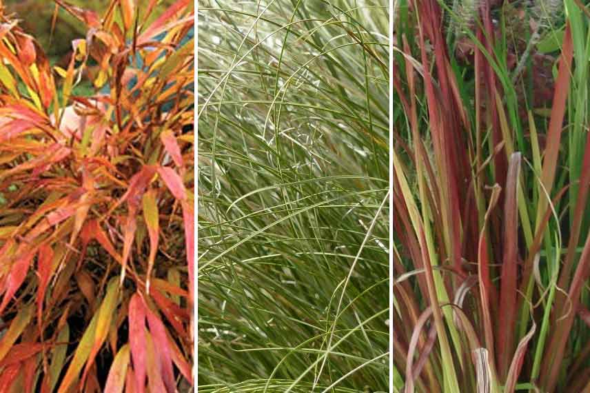 Associer le bananier avec des plantes au feuillage coloré