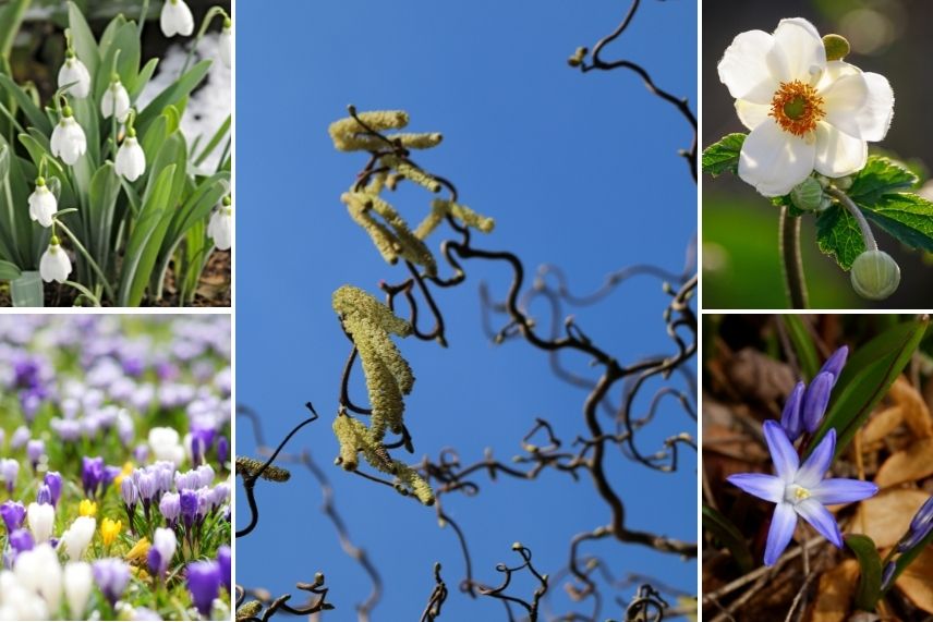 noisetier -association