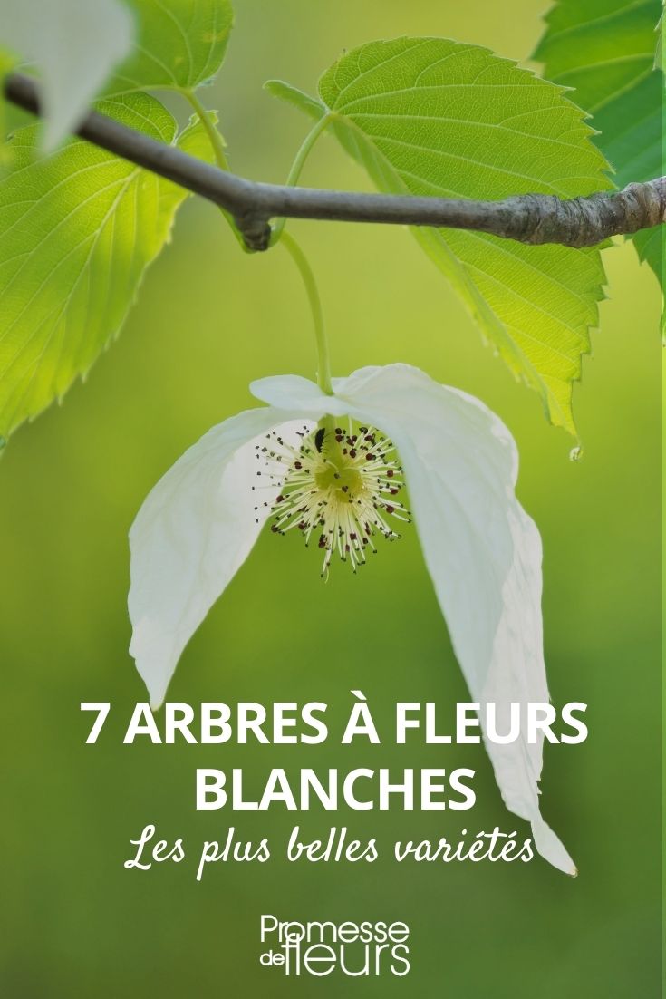 arbres fleurs blanches plus belles variétés