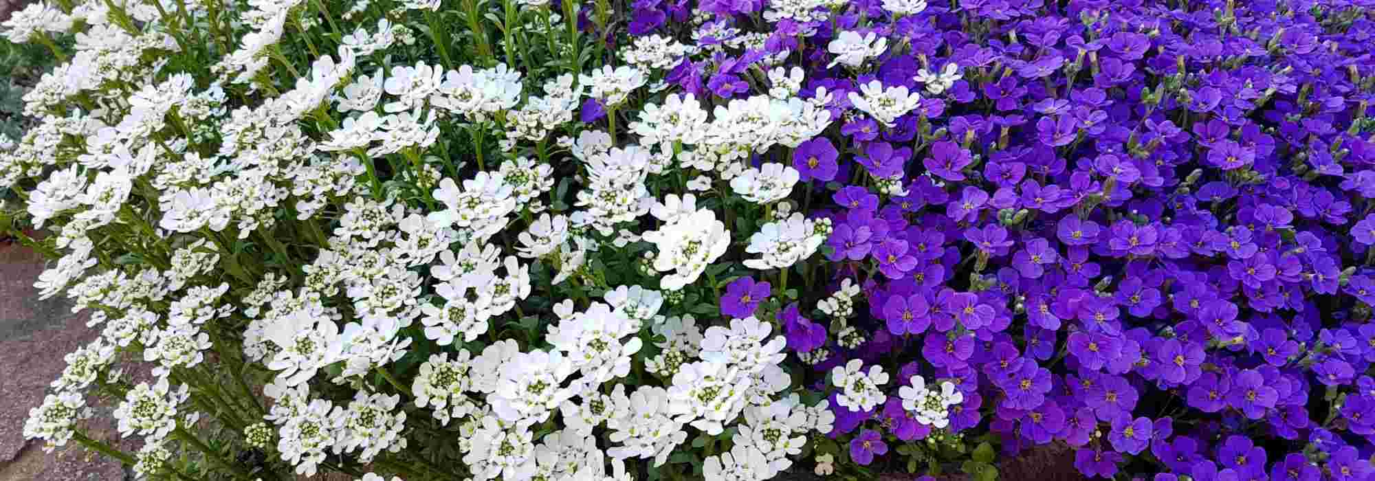 Associer les Ibéris