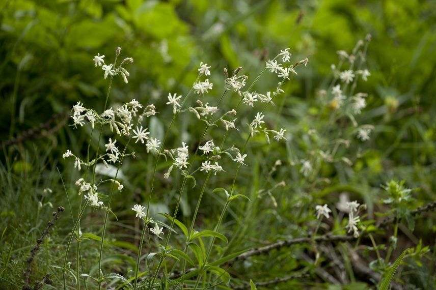 silène penché, floraison la nuit