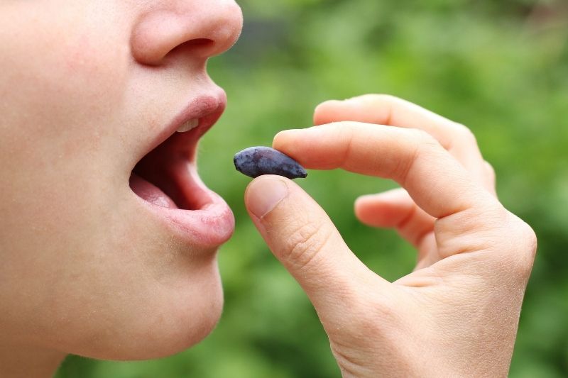 Camérisier et chèvrefeuille comestibles