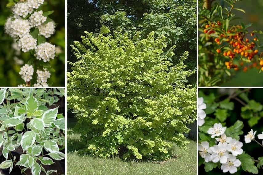 noisetier - association