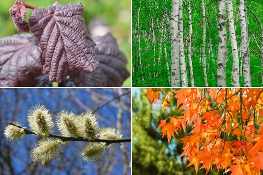 Noisetier - association