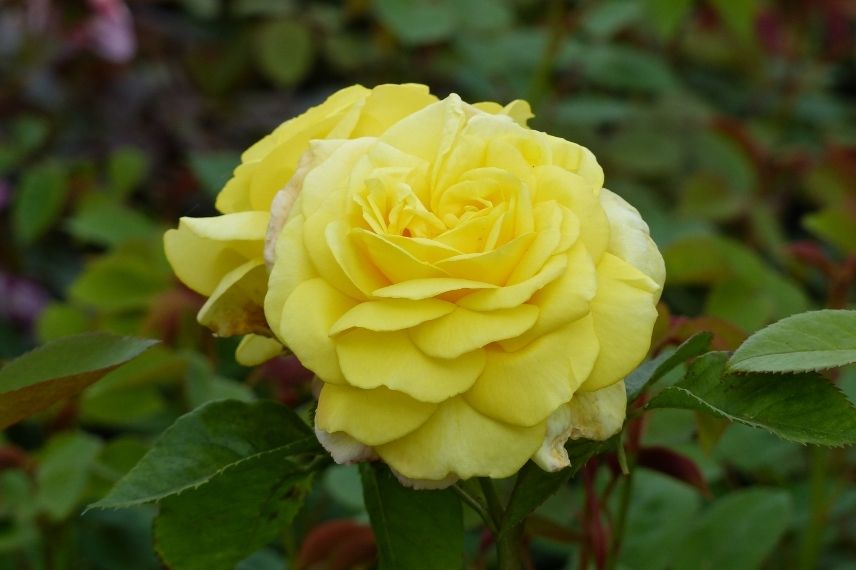 rare rosier à grandes roses jaunes