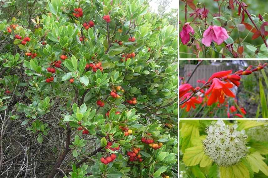 arbousier ou arbre à fraises