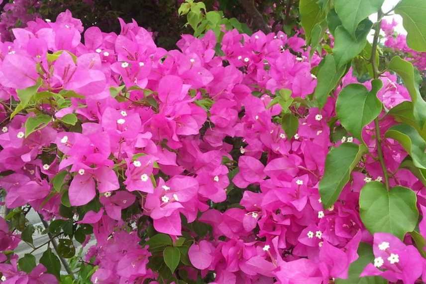 plante grimpante rose, grimpante à fleurs roses, grimpante fleur rose