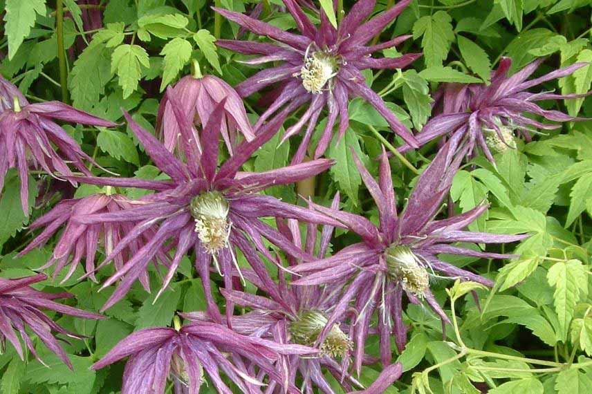 Clématites à floraison originale Clematis 'Octopus'