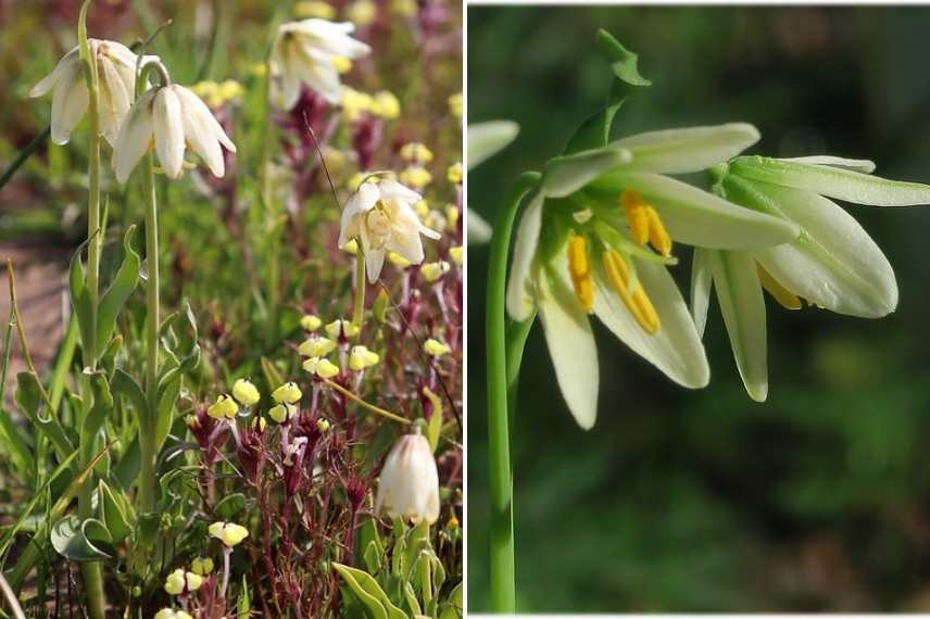 fritillaires botaniques les plus belles variétés, fritillaires botaniques
