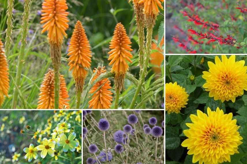 associer helianthus, associations helianthus, associer le soleil, idées association Helianthus