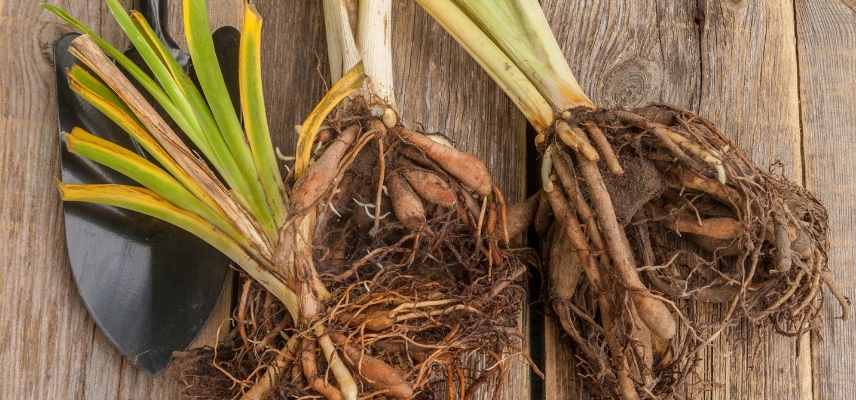 vivaces en racines nues