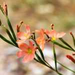 Moraea : Planter, cultiver et entretenir
