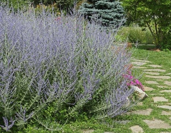 Quand et comment tailler un Perovskia