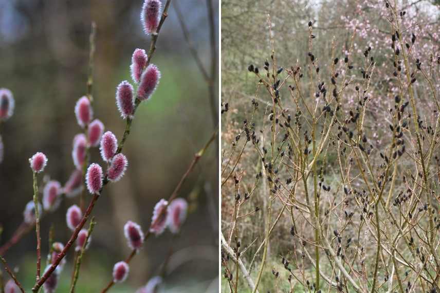 Saule les plus belles varietes, saules rares, saules, saules remarquables