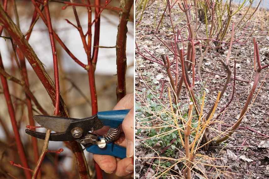 quand comment tailler arbustes fleuris bois décoratifs